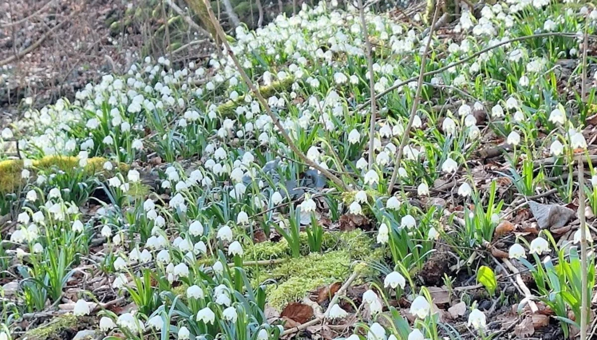 Märzenbecherwanderung | © Hänle Junginger Maurer