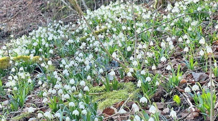 Märzenbecherwanderung | © Hänle Junginger Maurer