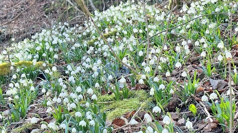 Märzenbecherwanderung | © Hänle Junginger Maurer