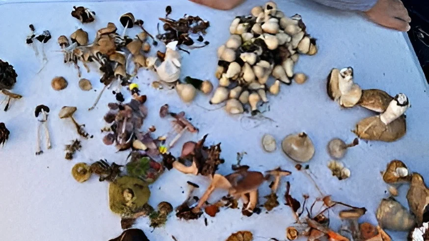 Pilzcoaching in Waldhausen | © jdav