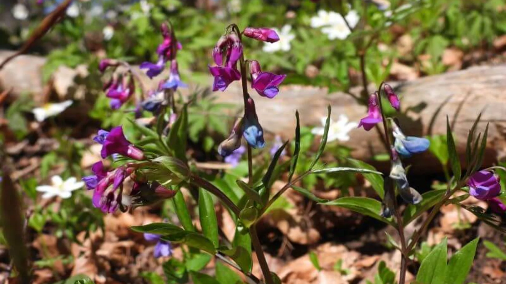 Nordalb Deggingen | © BNAN Geislingen